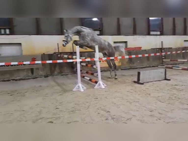Cheval de sport allemand Hongre 5 Ans 174 cm Gris in Luckau