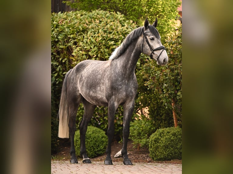 Cheval de sport allemand Hongre 5 Ans 174 cm Gris in Uffenheim
