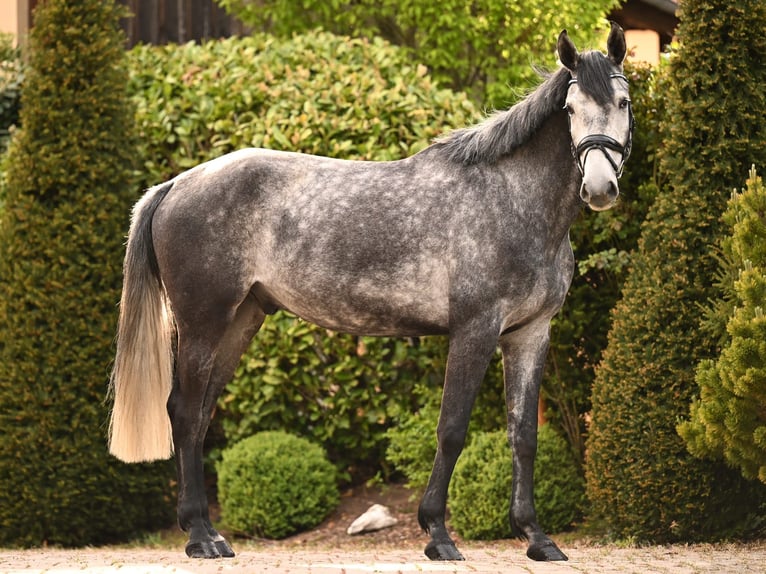 Cheval de sport allemand Hongre 5 Ans 174 cm Gris in Uffenheim