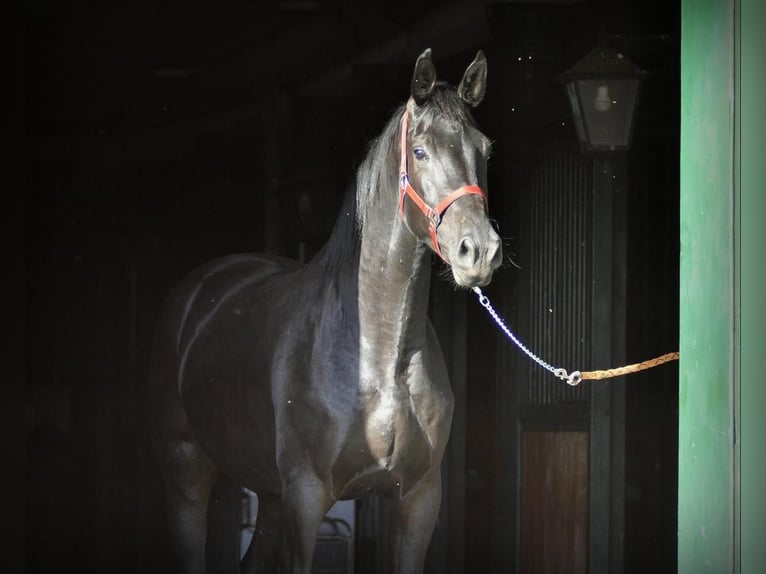 Cheval de sport allemand Hongre 5 Ans 174 cm Noir in Berlin