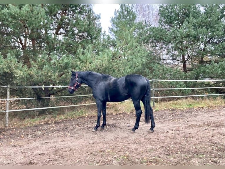 Cheval de sport allemand Hongre 5 Ans 174 cm Noir in Berlin