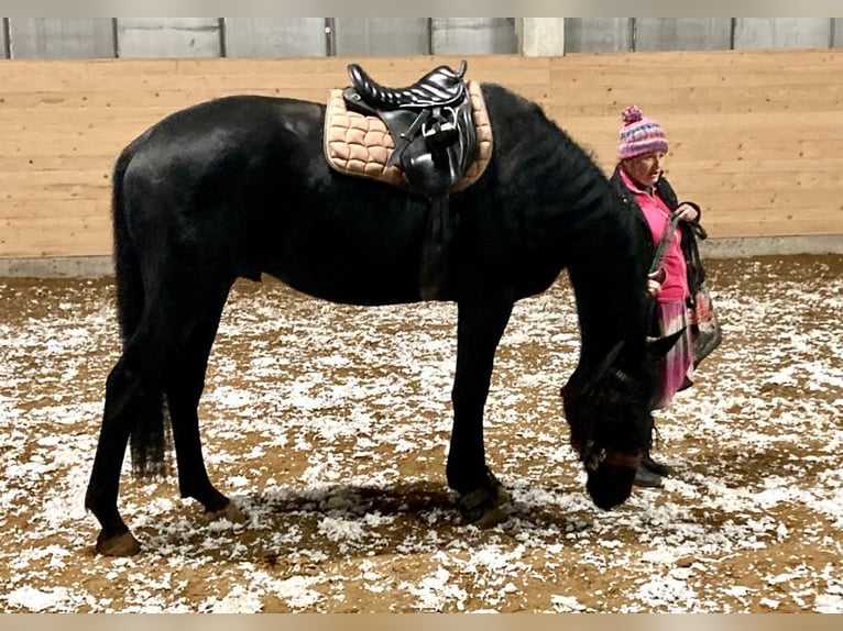 Cheval de sport allemand Hongre 5 Ans 174 cm Noir in Berlin