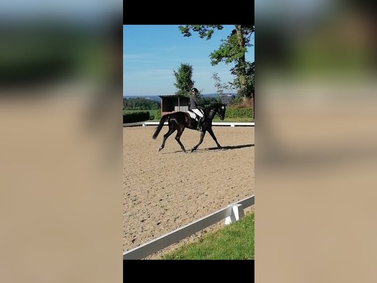 Cheval de sport allemand Hongre 5 Ans 174 cm Noir in Horb am Neckar