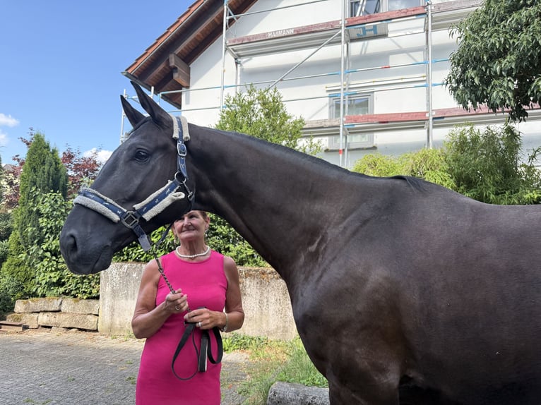 Cheval de sport allemand Hongre 5 Ans 174 cm Noir in Horb am Neckar