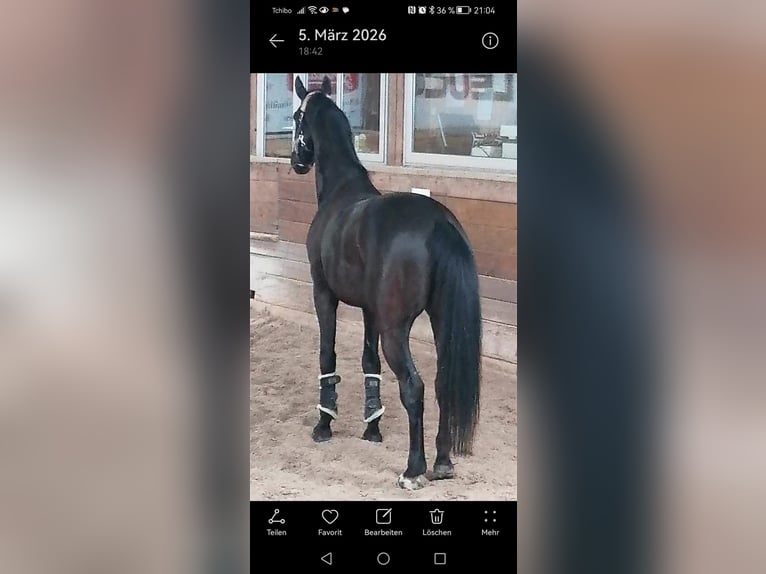 Cheval de sport allemand Hongre 5 Ans 174 cm Noir in Horb am Neckar