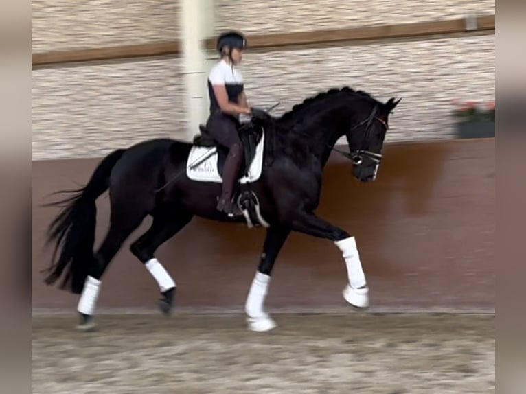 Cheval de sport allemand Hongre 5 Ans 174 cm Noir in Wehringen