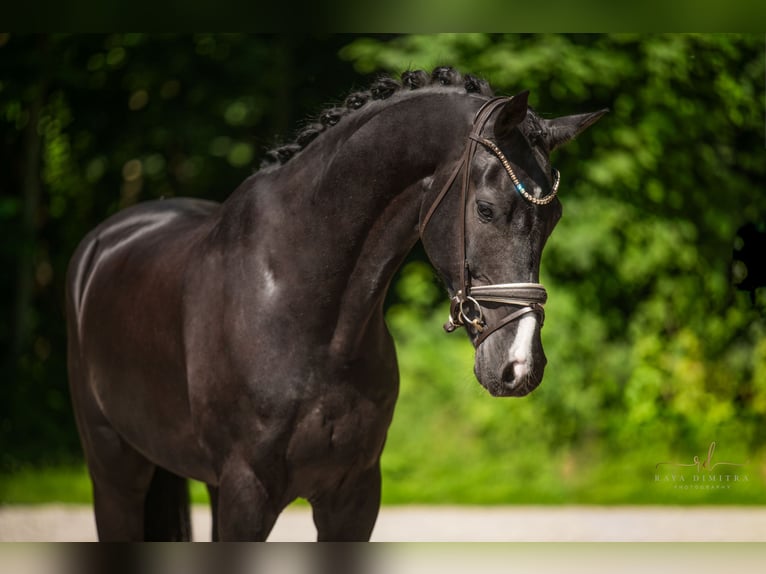 Cheval de sport allemand Hongre 5 Ans 174 cm Noir in Wehringen