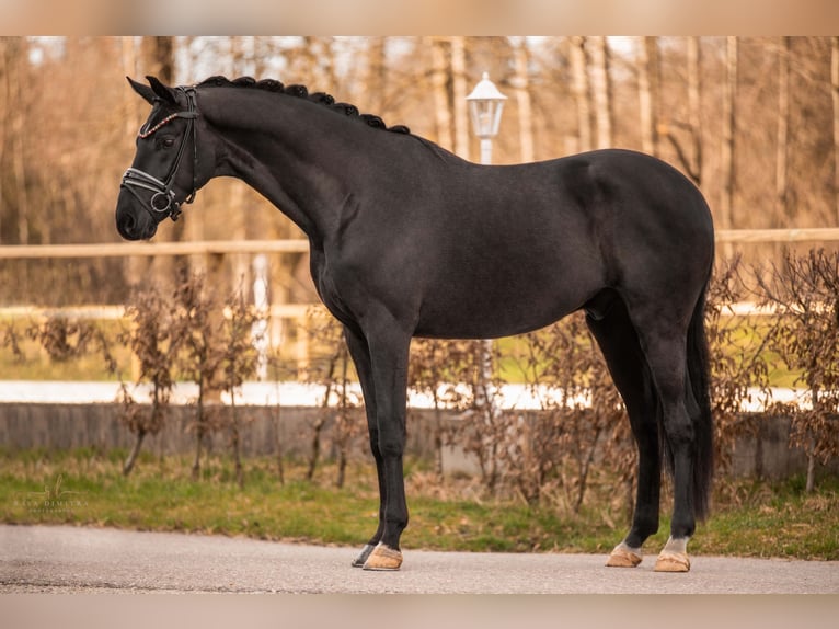 Cheval de sport allemand Hongre 5 Ans 174 cm Noir in Wehringen