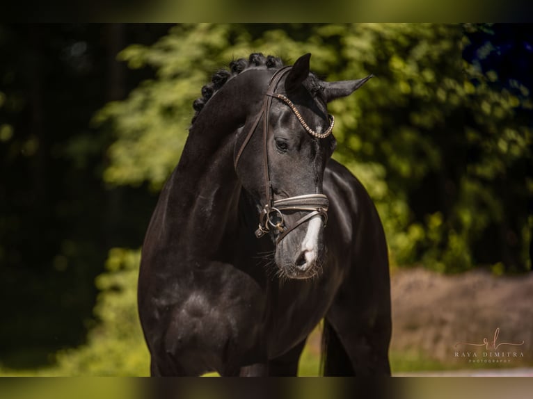 Cheval de sport allemand Hongre 5 Ans 174 cm Noir in Wehringen