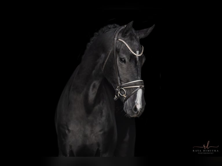 Cheval de sport allemand Hongre 5 Ans 174 cm Noir in Wehringen