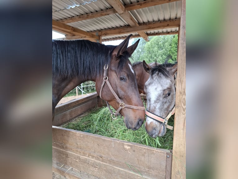 Cheval de sport allemand Hongre 5 Ans 175 cm Bai brun in Malschwitz