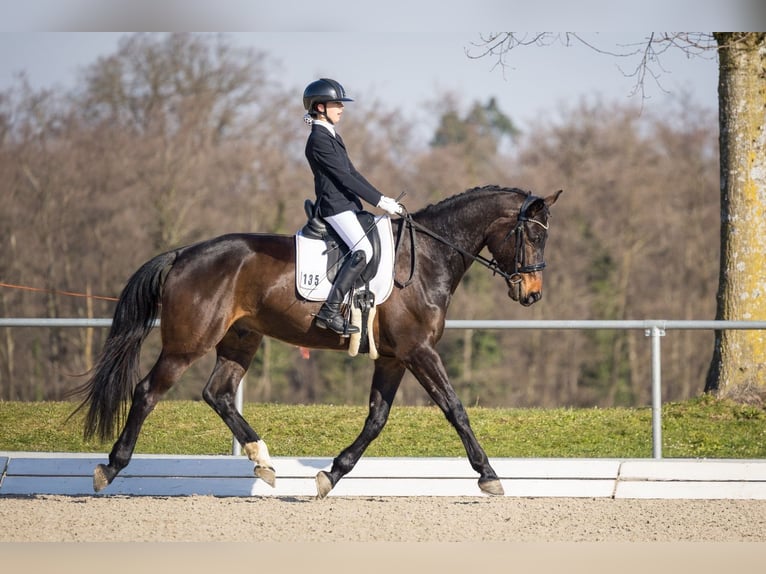 Cheval de sport allemand Hongre 5 Ans 175 cm Bai brun foncé in Allensbach
