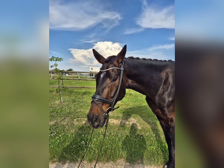Cheval de sport allemand Hongre 5 Ans 175 cm Bai brun foncé in Hofheim am Taunus