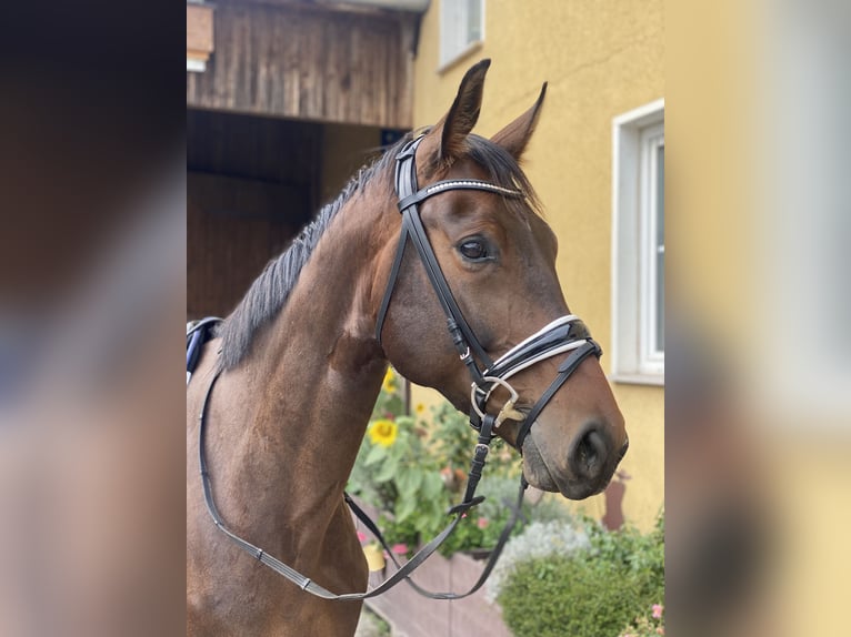 Cheval de sport allemand Hongre 5 Ans 175 cm Bai in Derwitz