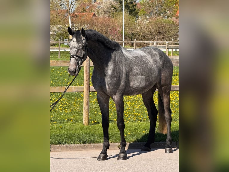 Cheval de sport allemand Hongre 5 Ans 175 cm Gris in Bischofsheim
