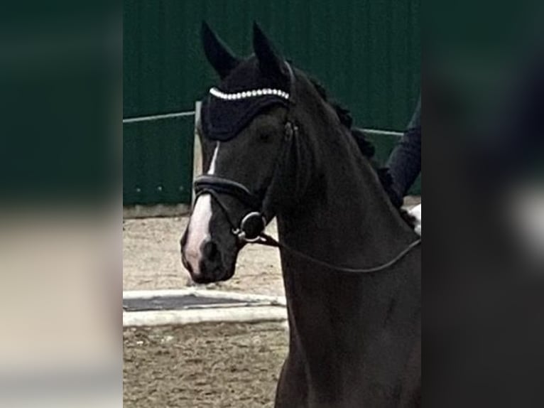 Cheval de sport allemand Hongre 5 Ans 175 cm Noir in Ostrach