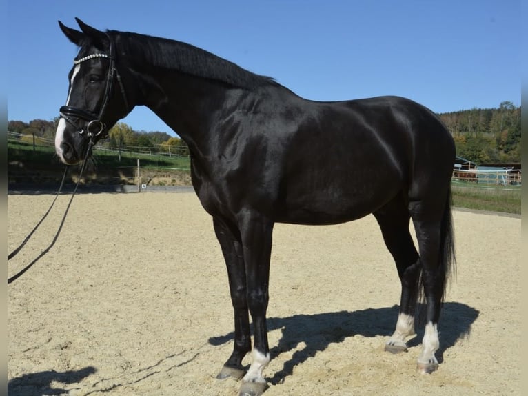 Cheval de sport allemand Hongre 5 Ans 175 cm Noir in Heiligenberg