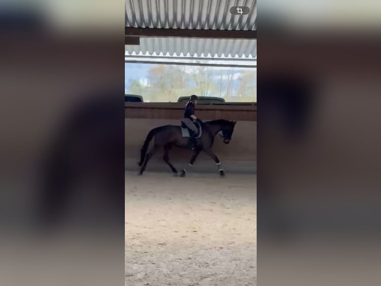 Cheval de sport allemand Hongre 5 Ans 176 cm Bai brun foncé in Ofterdingen