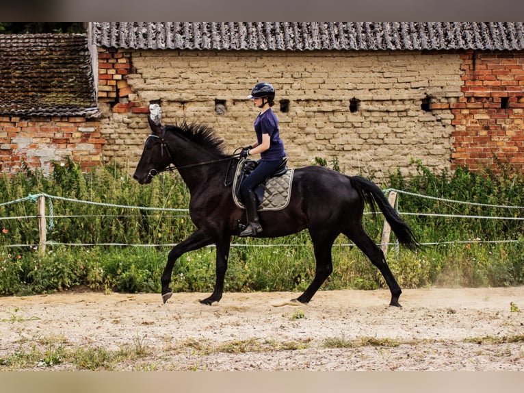 Cheval de sport allemand Hongre 5 Ans 176 cm Noir in Swochowo