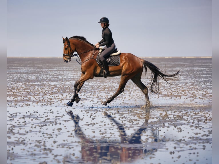 Cheval de sport allemand Hongre 5 Ans 177 cm Bai in Helmstedt