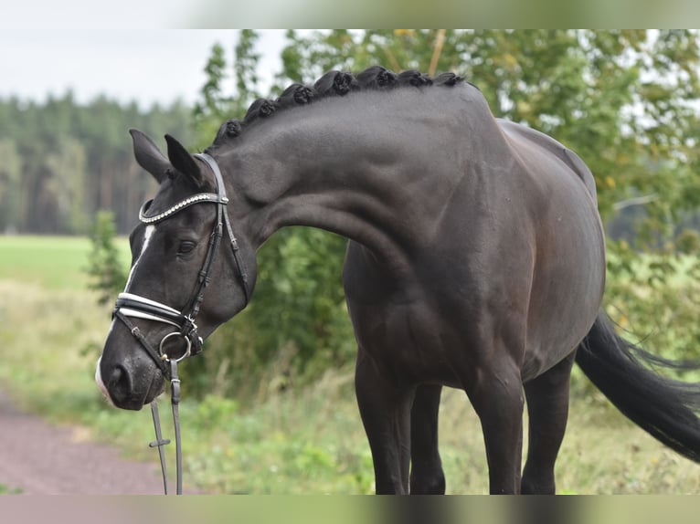 Cheval de sport allemand Hongre 5 Ans 177 cm Noir in Kamern