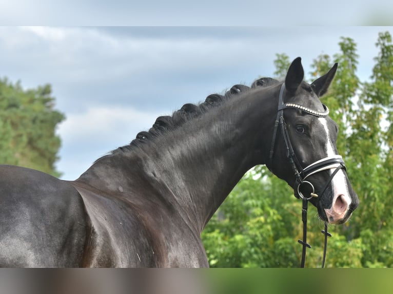 Cheval de sport allemand Hongre 5 Ans 177 cm Noir in Kamern