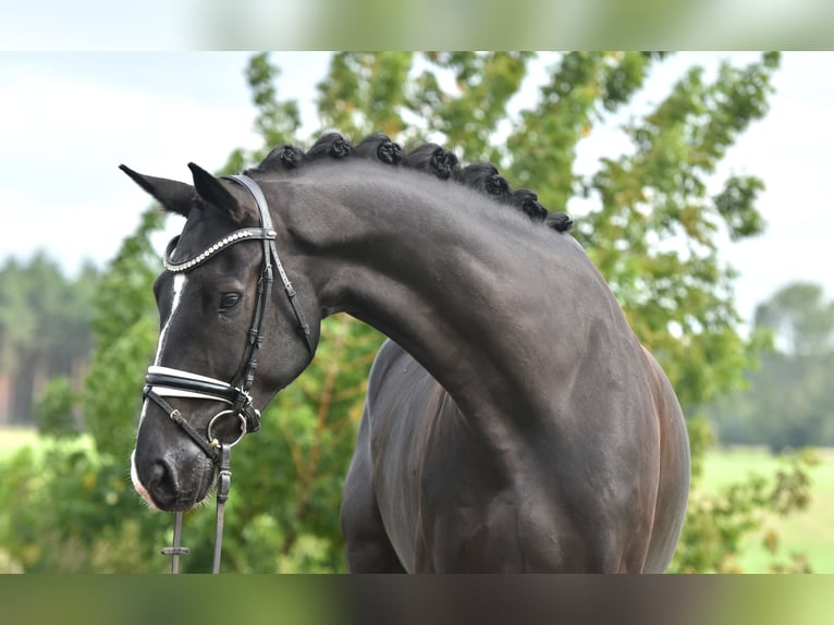 Cheval de sport allemand Hongre 5 Ans 177 cm Noir in Kamern