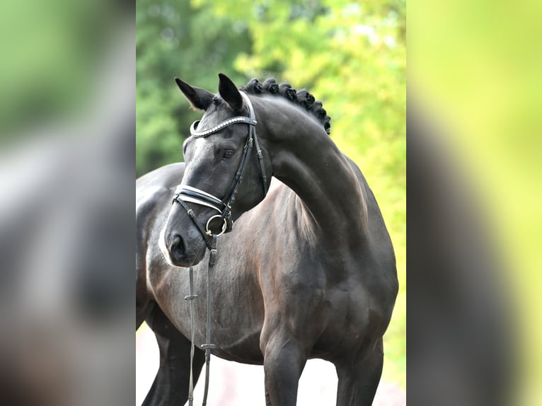 Cheval de sport allemand Hongre 5 Ans 177 cm Noir in Kamern