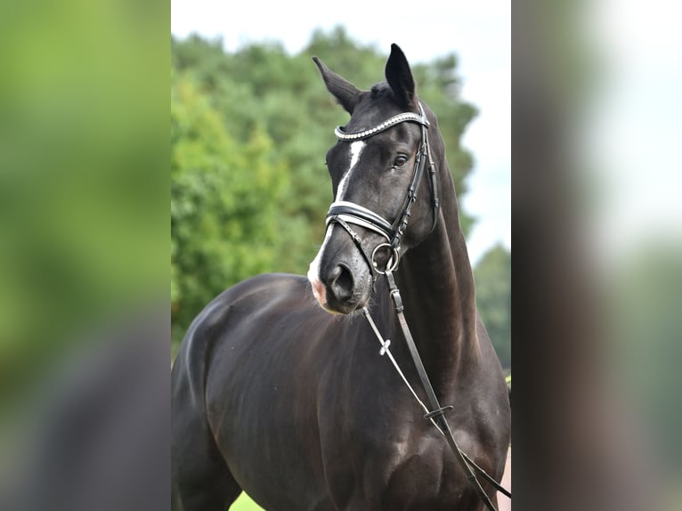 Cheval de sport allemand Hongre 5 Ans 177 cm Noir in Kamern