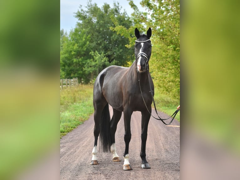 Cheval de sport allemand Hongre 5 Ans 177 cm Noir in Kamern