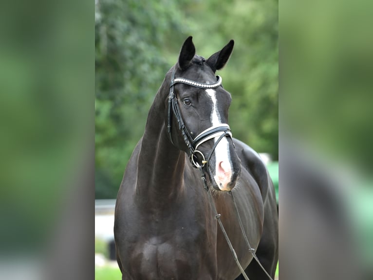 Cheval de sport allemand Hongre 5 Ans 177 cm Noir in Kamern