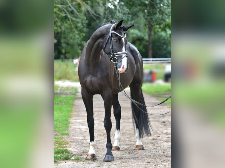 Cheval de sport allemand Hongre 5 Ans 177 cm Noir in Kamern