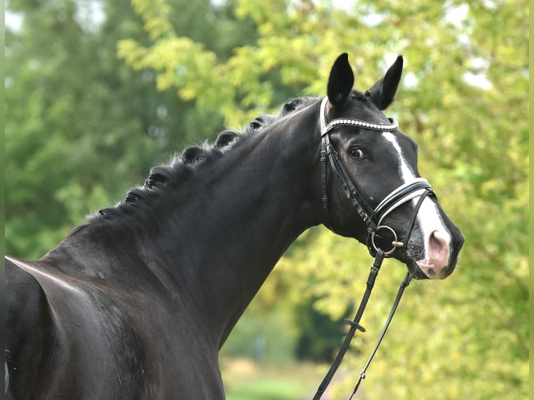 Cheval de sport allemand Hongre 5 Ans 177 cm Noir in Kamern