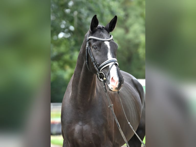 Cheval de sport allemand Hongre 5 Ans 177 cm Noir in Kamern