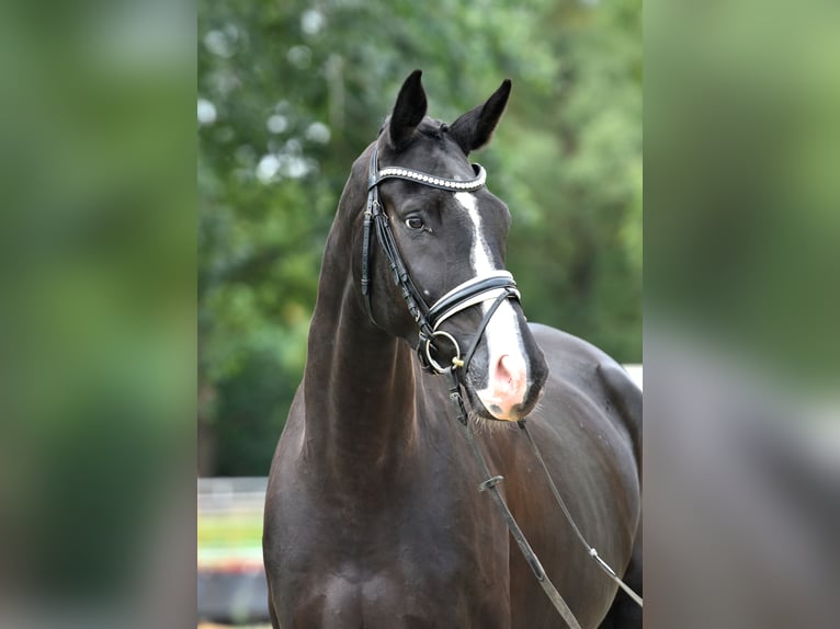 Cheval de sport allemand Hongre 5 Ans 177 cm Noir in Kamern