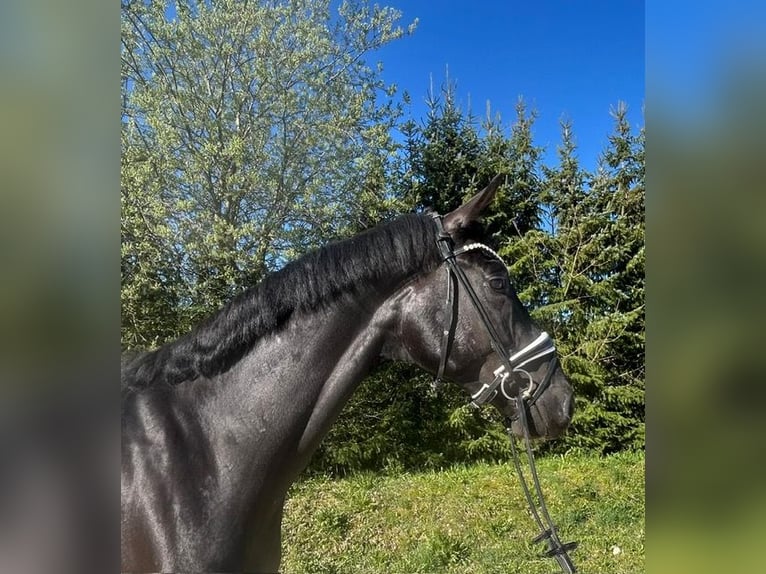 Cheval de sport allemand Hongre 5 Ans 177 cm Noir in Drackenstein