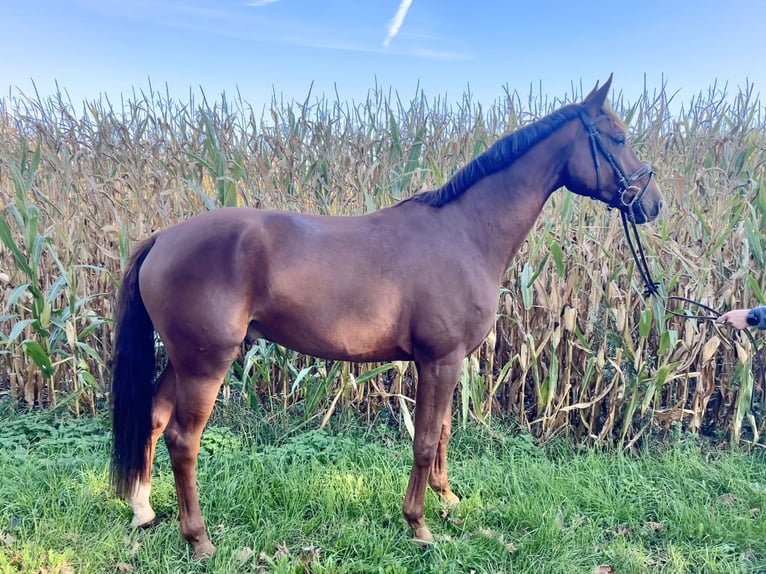 Cheval de sport allemand Hongre 5 Ans 178 cm Alezan brûlé in Werlte