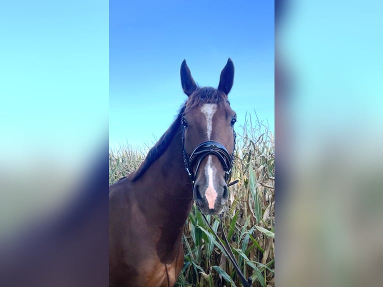 Cheval de sport allemand Hongre 5 Ans 178 cm Alezan brûlé in Werlte