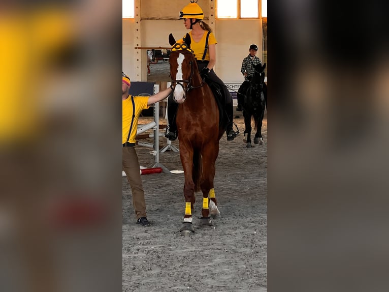 Cheval de sport allemand Hongre 5 Ans 178 cm Alezan in Bülstringen
