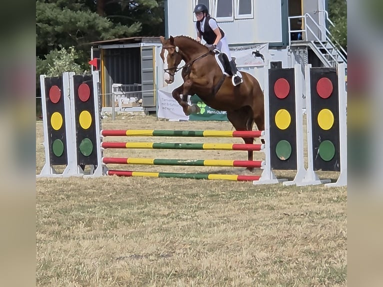 Cheval de sport allemand Hongre 5 Ans 178 cm Alezan in Bülstringen