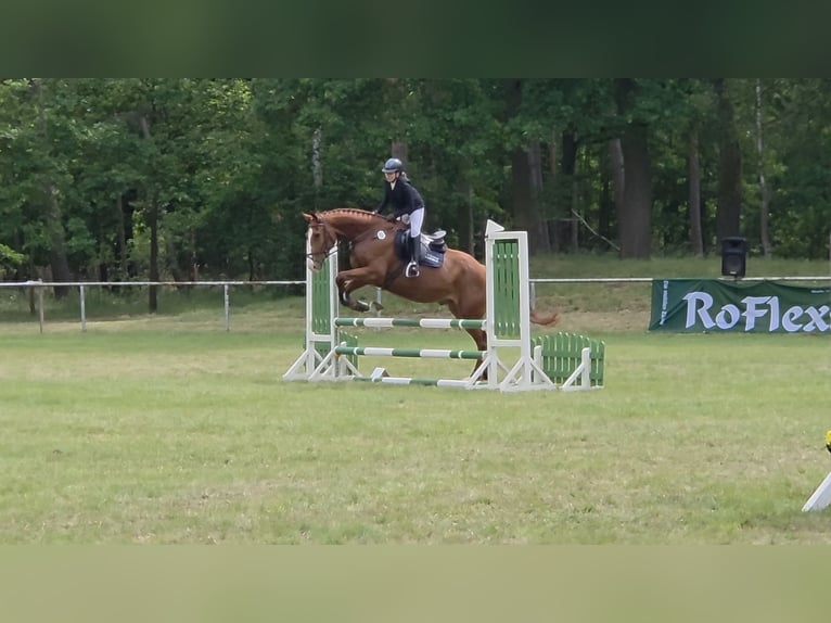 Cheval de sport allemand Hongre 5 Ans 178 cm Alezan in Bülstringen