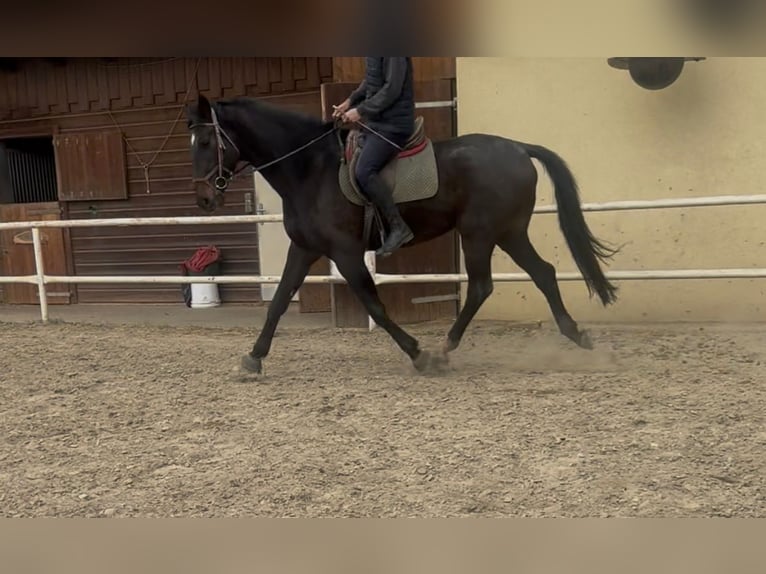 Cheval de sport allemand Hongre 5 Ans 181 cm Bai in Ruden