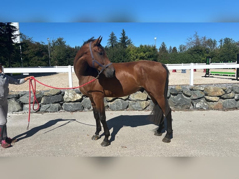 Cheval de sport allemand Hongre 5 Ans 181 cm Bai in Lechbruck