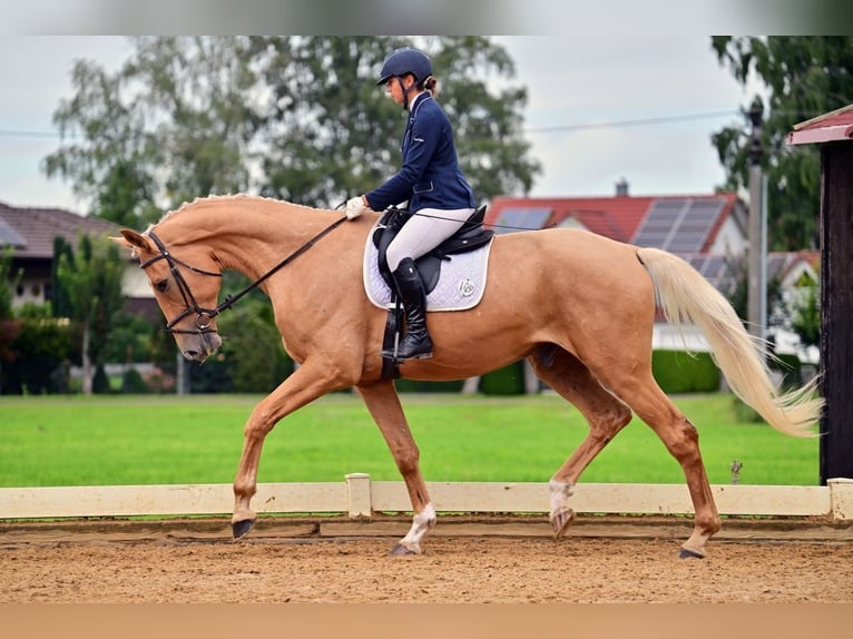 Cheval de sport allemand Hongre 5 Ans 190 cm Palomino in Illertissen