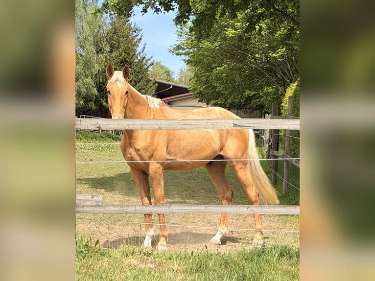 Cheval de sport allemand Hongre 5 Ans 190 cm Palomino in Illertissen