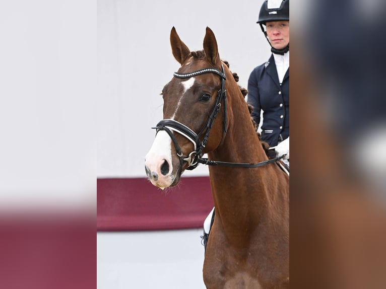 Cheval de sport allemand Hongre 5 Ans Alezan brûlé in Gomadingen