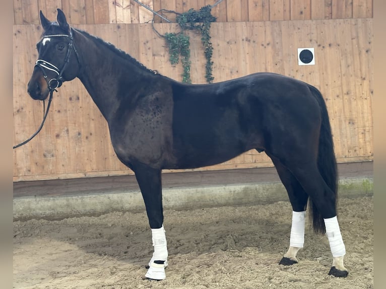 Cheval de sport allemand Hongre 5 Ans Bai brun in Riedlingen