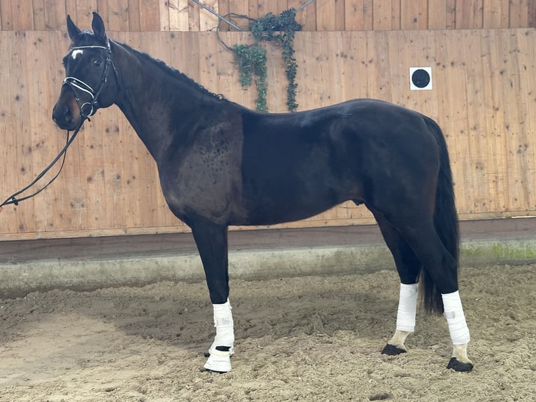 Cheval de sport allemand Hongre 5 Ans Bai brun in Riedlingen