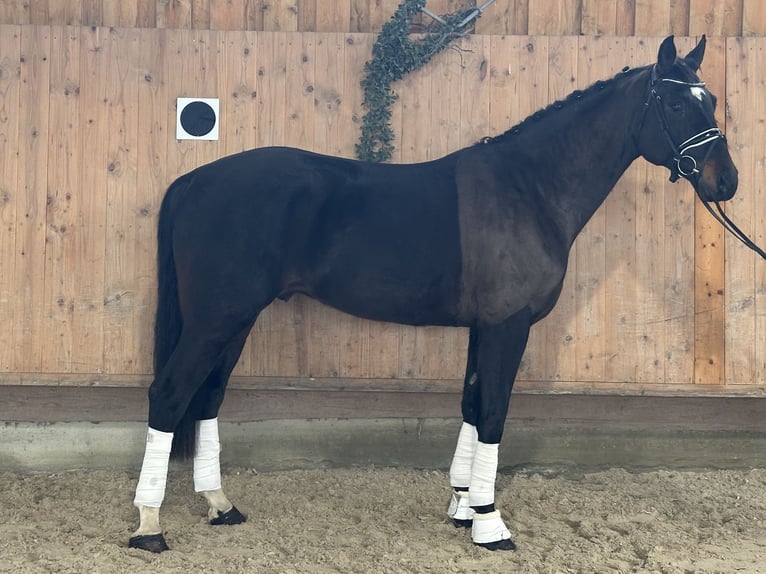 Cheval de sport allemand Hongre 5 Ans Bai brun in Riedlingen