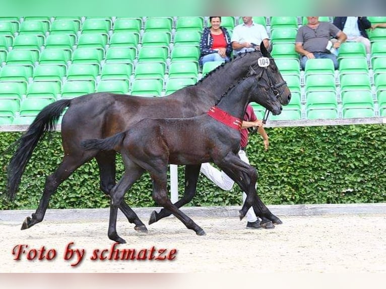 Cheval de sport allemand Hongre 5 Ans  in Horka